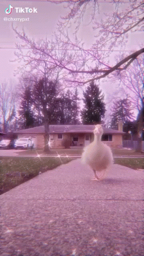 Duck Waddle Slow Motion GIF
