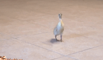 Duck Waddle While Following A Cat GIF