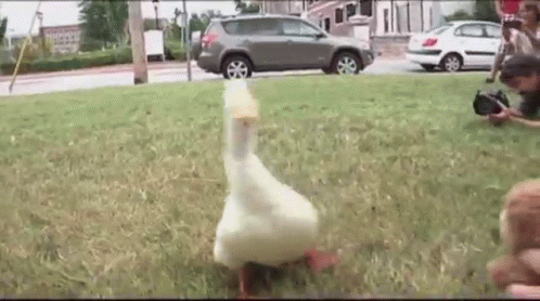 Duck Waddle While Quacking GIF