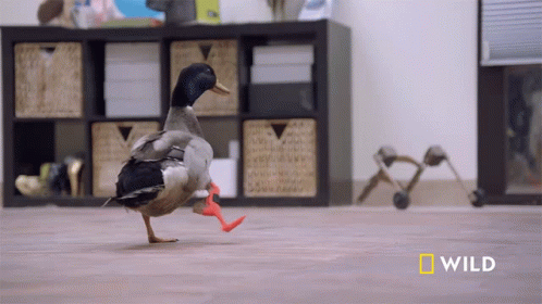Duck Waddle With Leg Support GIF