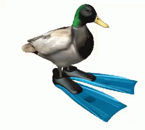 Duck Wearing Flippers Spinning Meme GIF