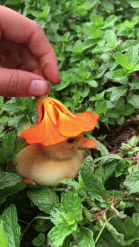 Duck With Flower Hat GIF