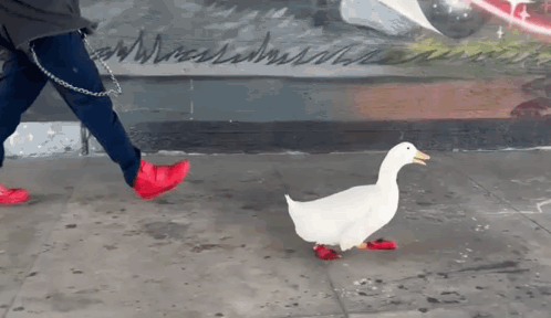 Duck With Red Feet Waddle GIF