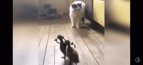 Ducklings Chased Cat Running GIF