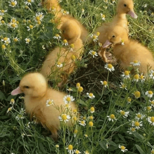Ducklings In Field Of Flowers GIF