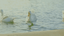 Ducks Swimming In Pond GIF