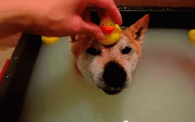 Ducky Bath Happy Dog Day GIF