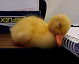 Ducky Duck Sleepy Nap Time GIF