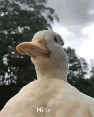 Ducky Duck Sunflower Crown GIF