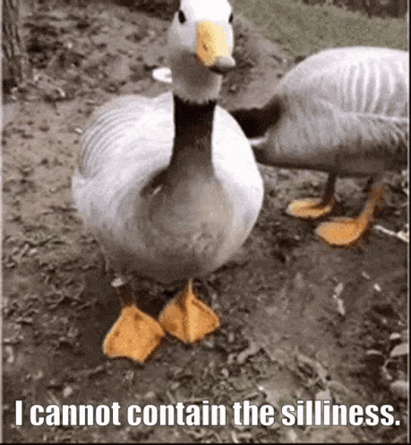 Ducky I Cannot Contain The Silliness GIF