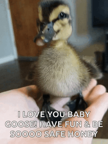 Ducky I Love You Baby Honey GIF