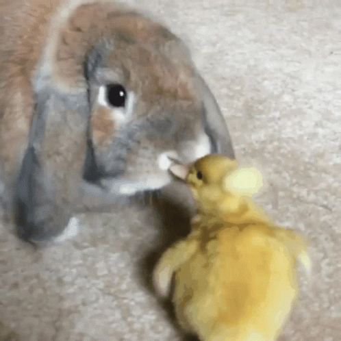 Ducky Rabbit Friend Cuddle GIF