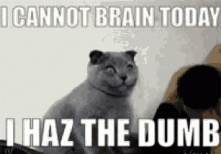 Dumb Cat I Cannot Brain Today GIF