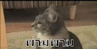 Gazing Cat Dun Dun Dun GIF