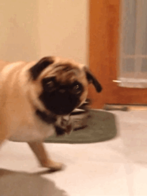 Dun Dun Dun Pug Suspenseful Stare GIF