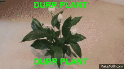 Durr Plant On Table GIF