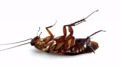 Dying Cockroach Laying On Ground GIF