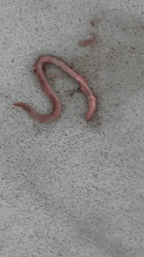 Dying Worm GIF