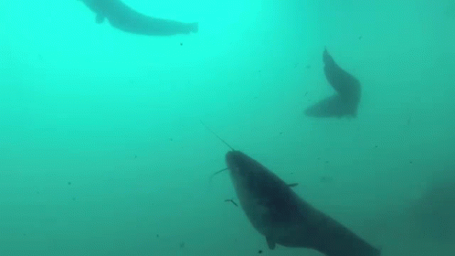 Dynamic Catfish Swim GIF