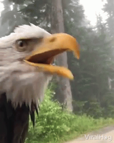 Crying Eagle In Forest GIF