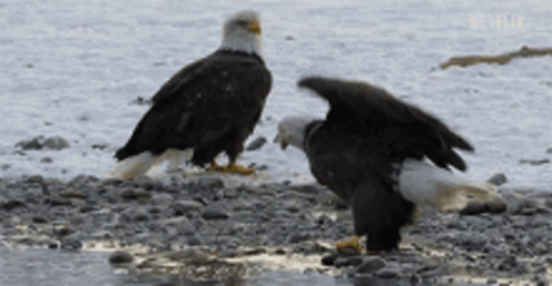 Eagle Having Hard Time On Fish GIF