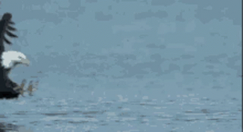 Fish Caught By Eagle GIF