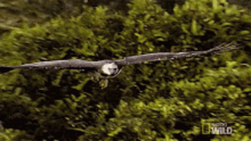 Flying Eagle Glide GIF