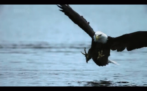 Eagle Catching Fish GIF
