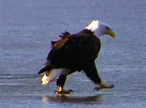 Old Bald Eagle Walking GIF