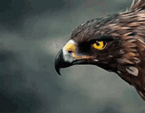 Cool Golden Eagle Flying GIF