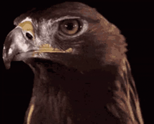 Golden Eagle Slow Motion Head Turning GIF