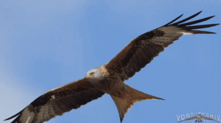 Eagle Bird Flying In The Sky GIF
