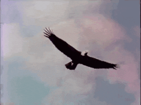 Eagle Bird Gif GIF