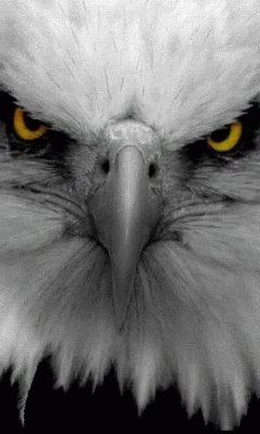 Eagle Face Close Up Black Background