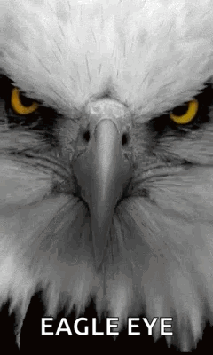 Eagle Face Close Up with Eagle Eye