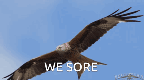 Eagle Flying in Sky We Sore