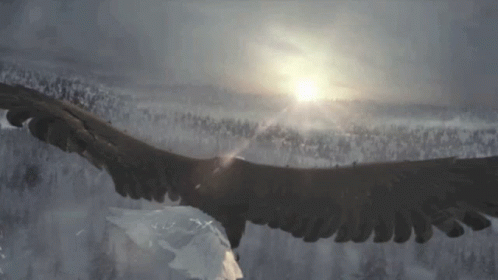 Eagle Flying Over Snowy Forest With Sun Through Clouds GIF