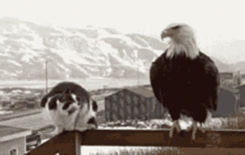 Eagle Greeting Cat GIF