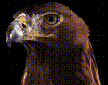 Eagle Head with Yellow Beak