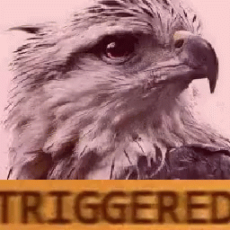 Eagle Head with Yellow Sign Saying Triggered
