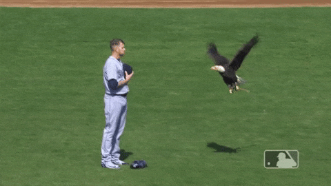 Eagle Landing On Mariners Player GIF