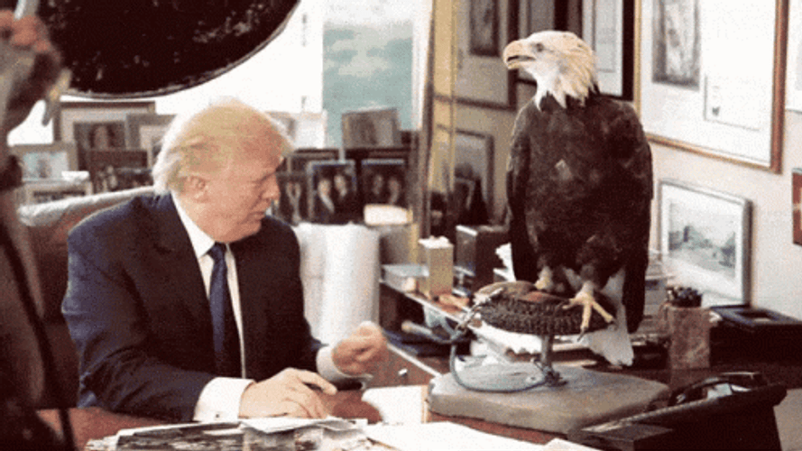 Eagle Pecking Donald Trump GIF