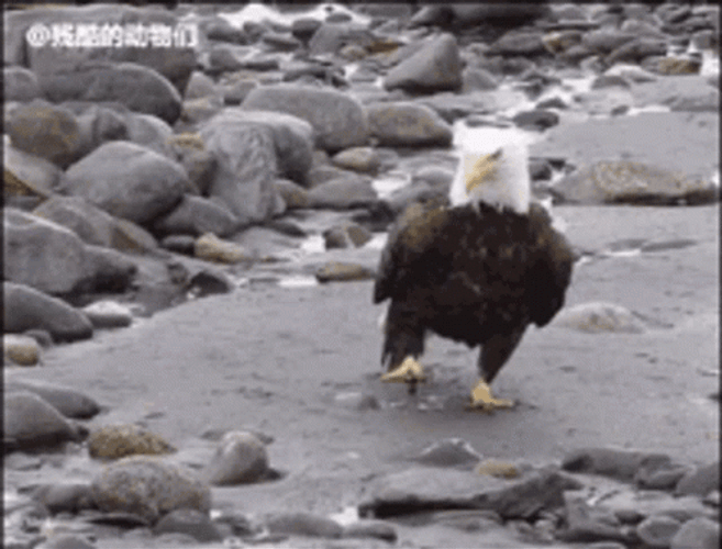 Eagle Walking On Rock GIF