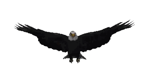 Eagle Wings Outstretched Flying