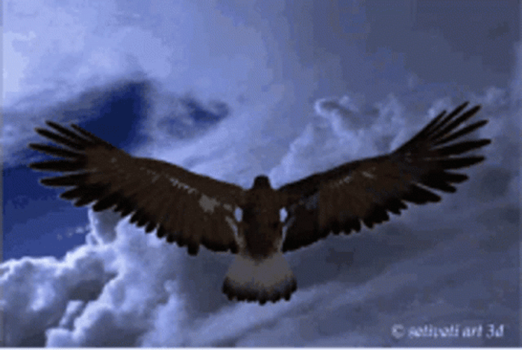 Eagle Wingspan Soaring High GIF