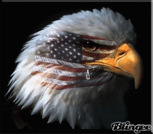 Eagle With American Flag On Face GIF