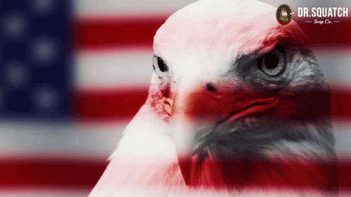 Eagle With Dr Squatch Logo GIF