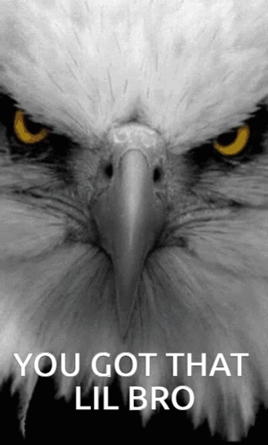 Eagle You Got That Lil Bro GIF