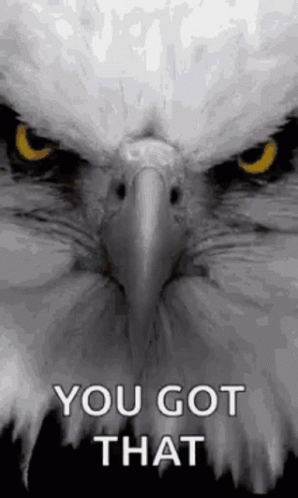 Eagles Intense Stare You Got That GIF