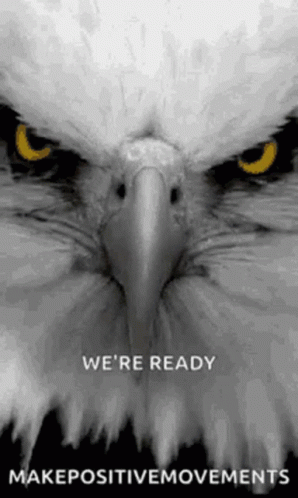 Eagles Strong Stare We're Ready GIF